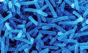 legionella bacteria news