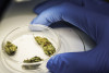 Cannabis heads petri dish glove