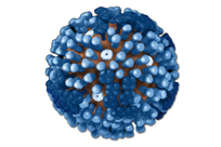 H1N1 Flu Virus quicklink