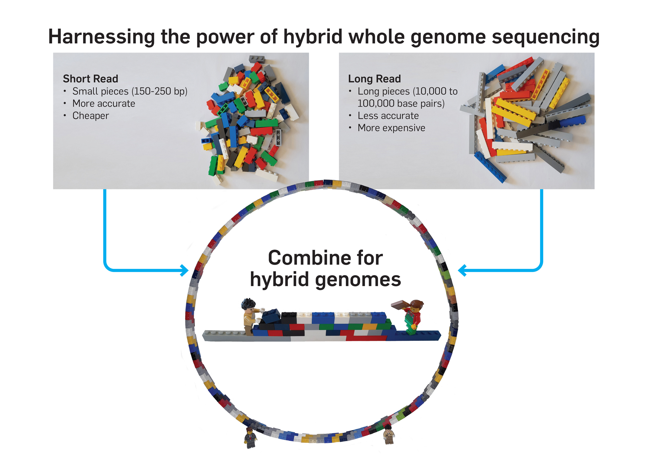Harnessing the power of hybrid whole genome sequencing